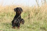 DOBERMANN 046